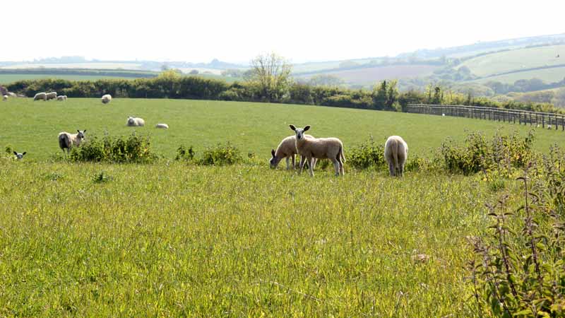 a view from Vose Farm Holiday Cottages Cornwall UK